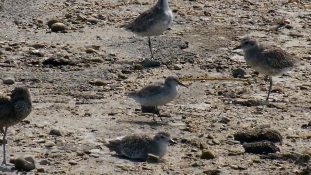 Red Knot 2013-06-30