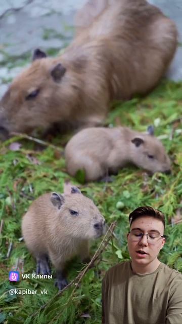 Капибары кушают!