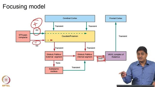 Basal Ganglia - Motor Functions