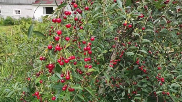 В этом сезоне у меня отличный урожай вишни.