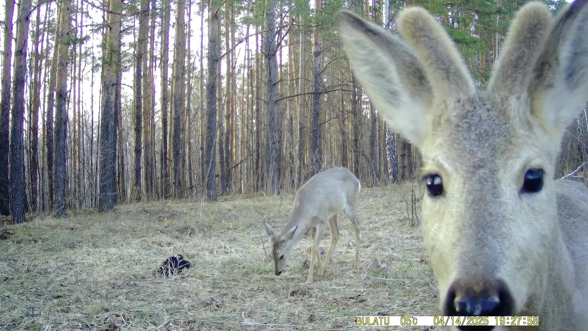 Отзимовавшие