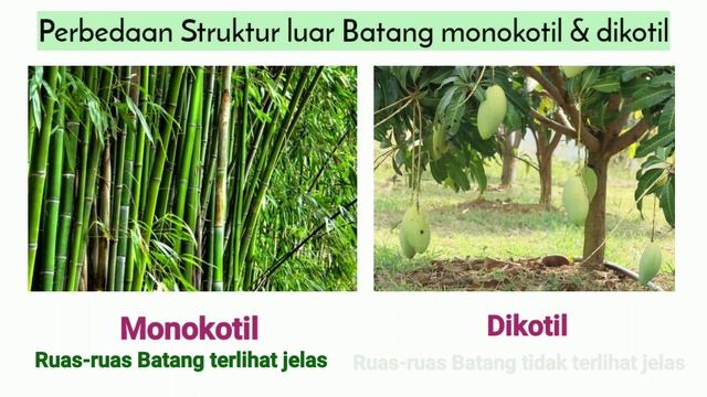 STUKTUR DAN FUNGSI TUMBUHAN | struktur & fungsi akar, batang, daun dan bunga - Materi IPA kelas 8