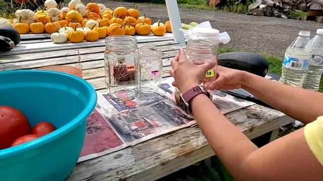 How to save tomato seeds for next year's garden !