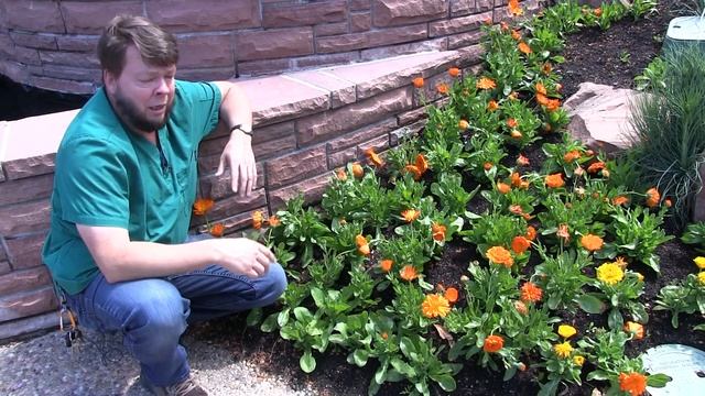 Calendula - 2 Minute Overview!