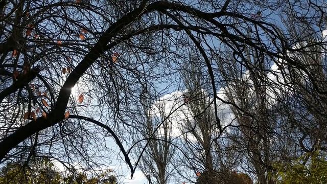 Let there be light:  Trimming trees to let grass and other plants grow beneath.