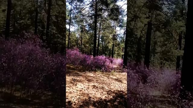 Редкое растение