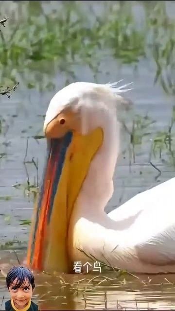 Greedy 😜 Pelican_Risk♡ #birds #animals #wildlife #nature #pelicans #funny #trendingshorts #naturea2