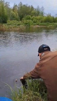 Крокодил 🐊на воблер