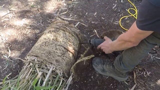 How to Divide Root-bound Potted Bamboo
