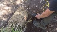 How to Divide Root-bound Potted Bamboo