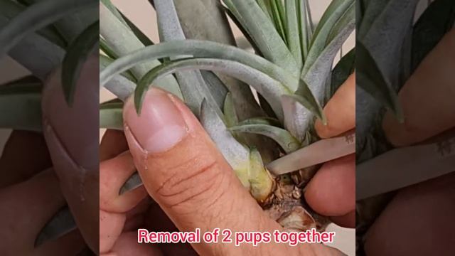 Compilation of Tillandsia (Air plant) pup Removal and some will die.  空凤侧芽