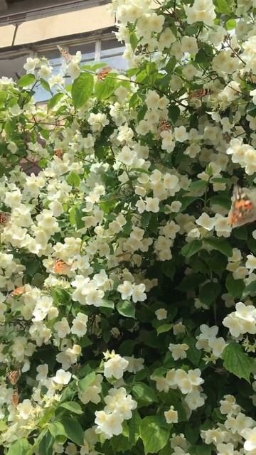 Май. Жасмин цветёт. Бабочки роятся. Красотища.