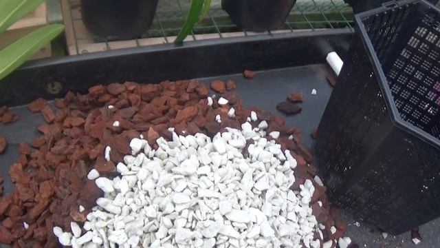 A quick orchid repot.