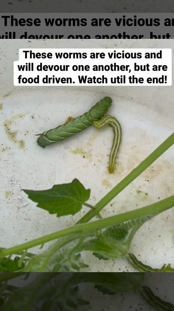 Worm fight!  Little guy wins…