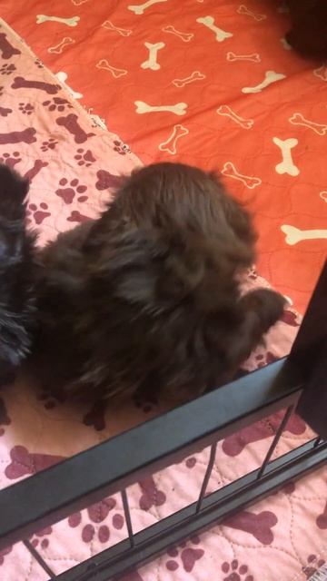 Priscilla's Imperial Shih Tzu Puppies