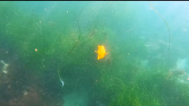 Horn Shark and Garibaldis La Jolla Cove June 30 2022