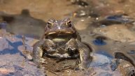Toad calling