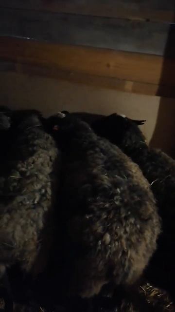 #россия #овечки #урал