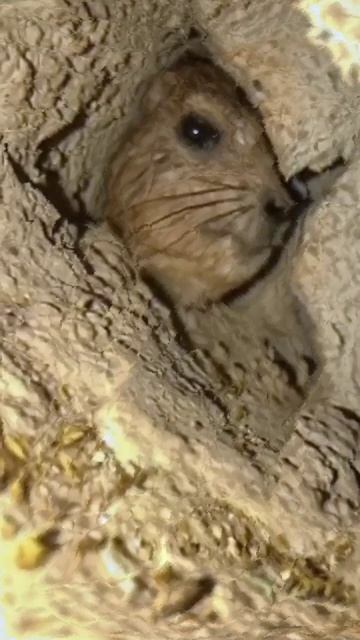 Hyrax Awawa scream full version жмых эффект