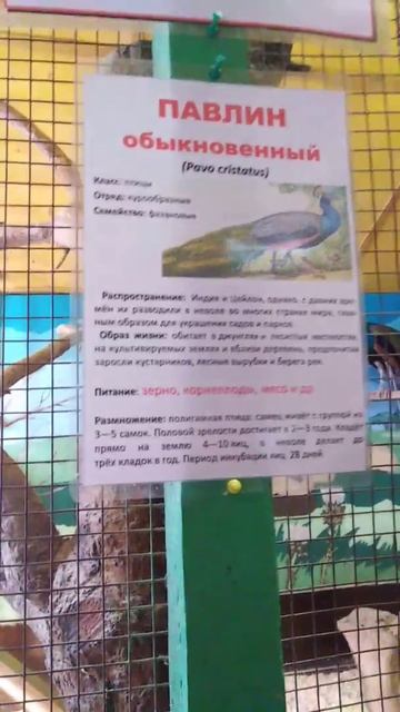Оглушительный крик