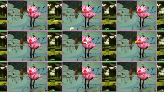 •✿•  The kingdom of water lilies  •✿•