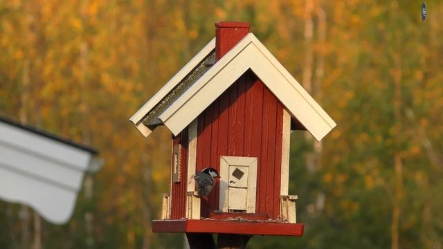 Great Relaxing Piano With Bird Music🦜Piano music helps you relax in the evening 💽4K Ultra HD Video