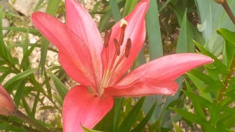 лилия КАРМИН ДИАМОНД