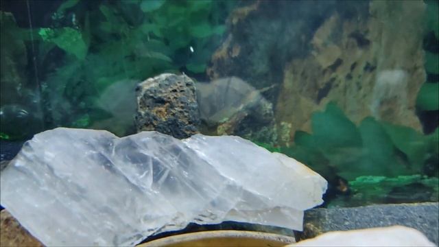 ice blue cichlid , frontosa , electric blue jack dempsey , duboisi