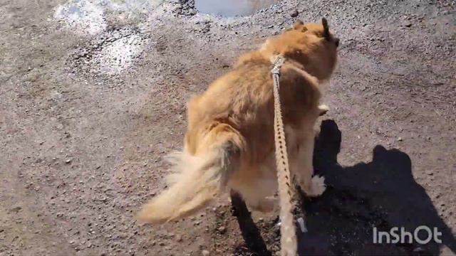 26 марта 2023 г. Утренняя прогулка с Белкой 🐕 🌤