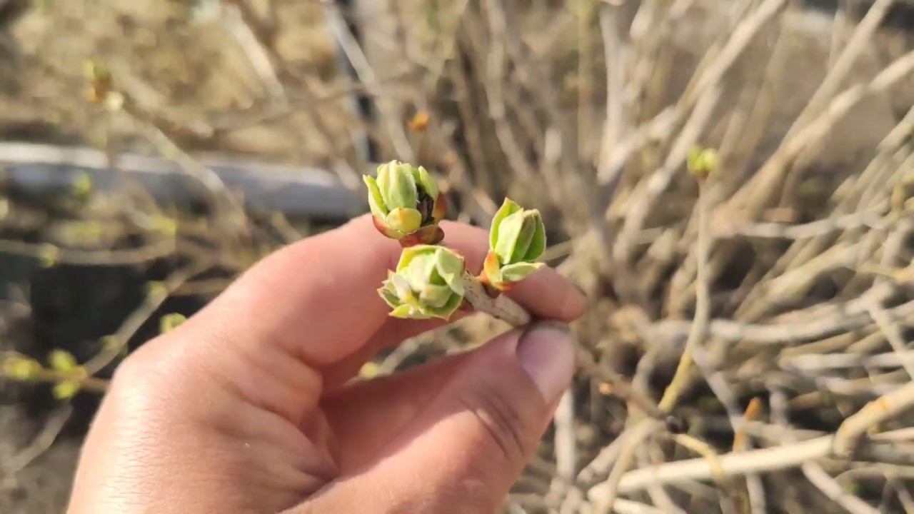 Пересадка клубники!!! Немного о курятнике и обо всех моих посадках
