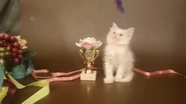 КОШКА №11 1 ПОМЕТ НА БУКВУ Ф от 16 07 19
