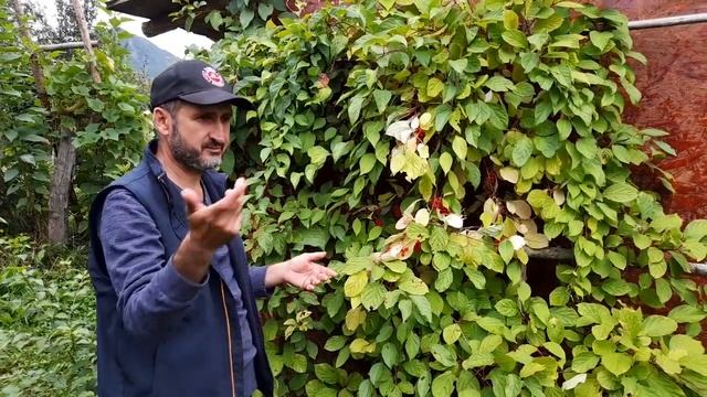Schizandra   planta medicinala