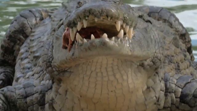 10 Animals that Could Defeat a Tiger( New list)