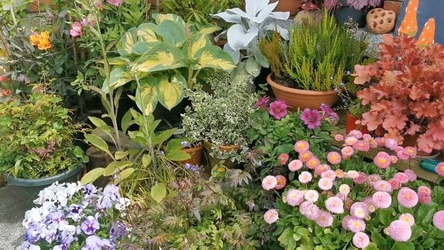 Garden (Courtyard) May tips and colour