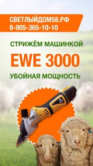 Жёсткий тест на грязной овце. Стрижём овцу машинкой EWE 3000 проверенного продавца Светлыйдом58.рф