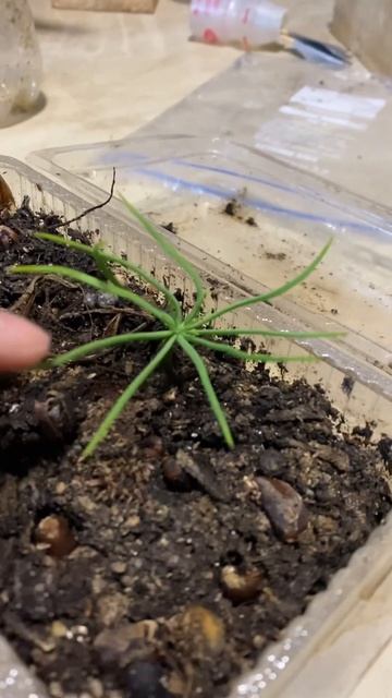 Stone pine 🌳germination