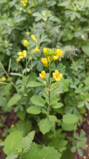 Field mustard plant from nature.. #shorts