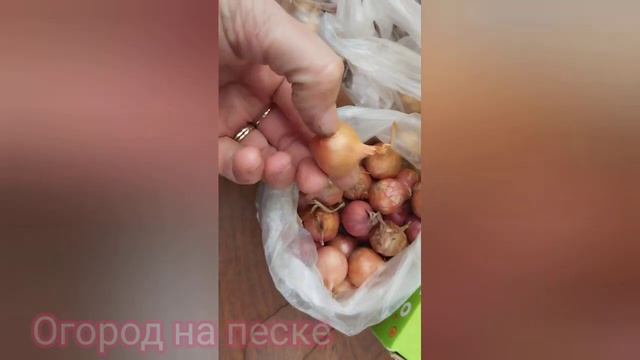 10 сортов лука-севка 🧅