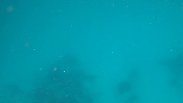 Catch and Cook Golden Trevally | Spearfishing Indonesia