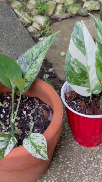 Comparing Cebu Blue Albo (left) and Eppipremnum Pinnatum (EP) Albo (right) - successful propagation