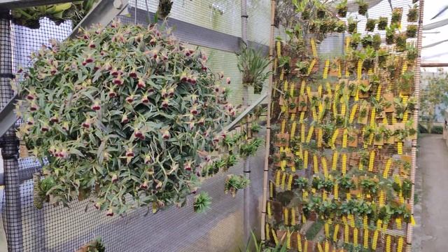 16-17 e 18 febbraio L'Orchideria sarà chiusa per la mostra ORCHISDAY, 12 febbraio video DarwinDay