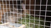 Как поживают наши крольчата?