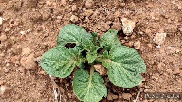 Ooty potato seed to harvest