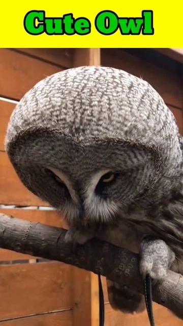 Cute Owl And Sound #short #shorts #owl #owls #tranding #viral #shortvideo #viral