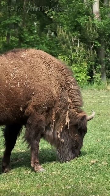 Amazing Bison Encounters - Daily Animal Discoveries
