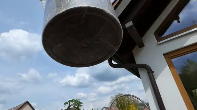 Abgemooste Papaya ein paar Wochen nach den Topfen