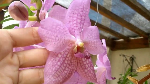 COMO CULTIVO MINHAS ORQUÍDEAS VANDA #umidade #rega #cultivo