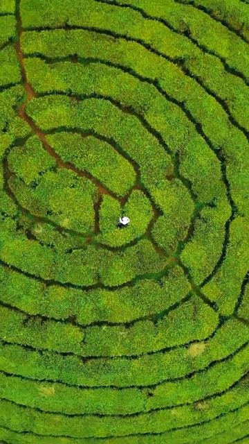 Tea Plantation, Munnar | Kerala