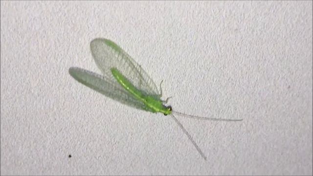 MOTHPILATION 2020 | MOTHS, BUTTERFLIES, ANTS, SPIDERS & MORE!