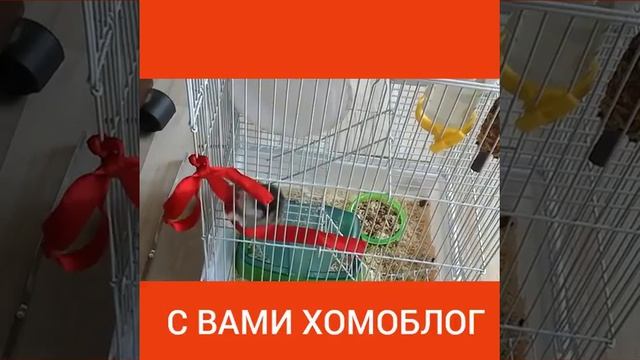 VLOG MY HAMSTER!хомаблог!!!